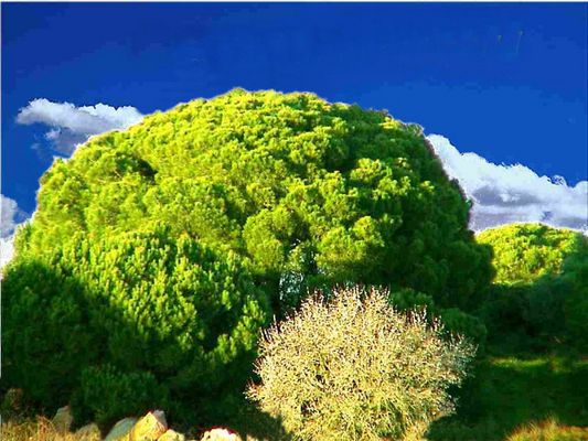 Pinien Solitär bei Lagoa