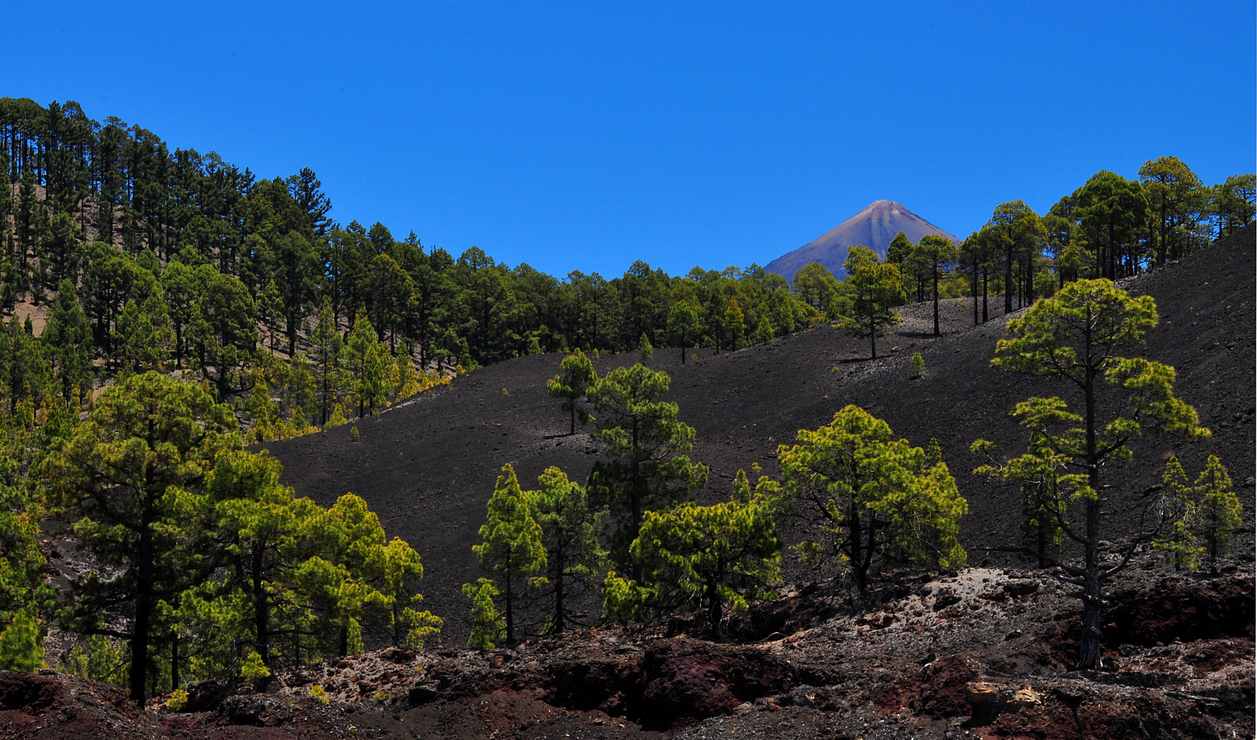 Pinien und Kiefern unterhalb des Teide