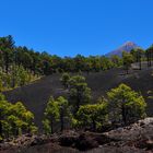 Pinien und Kiefern unterhalb des Teide