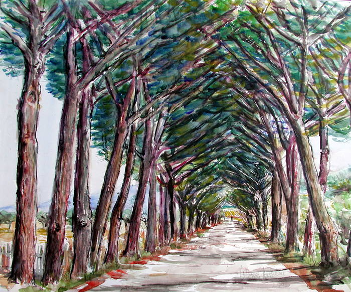 Pinienallee in der Toscana