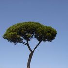 Pinienbaum in Rom