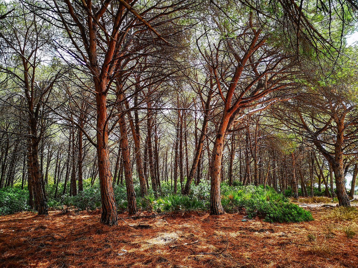 Pinienwald bei Alghero