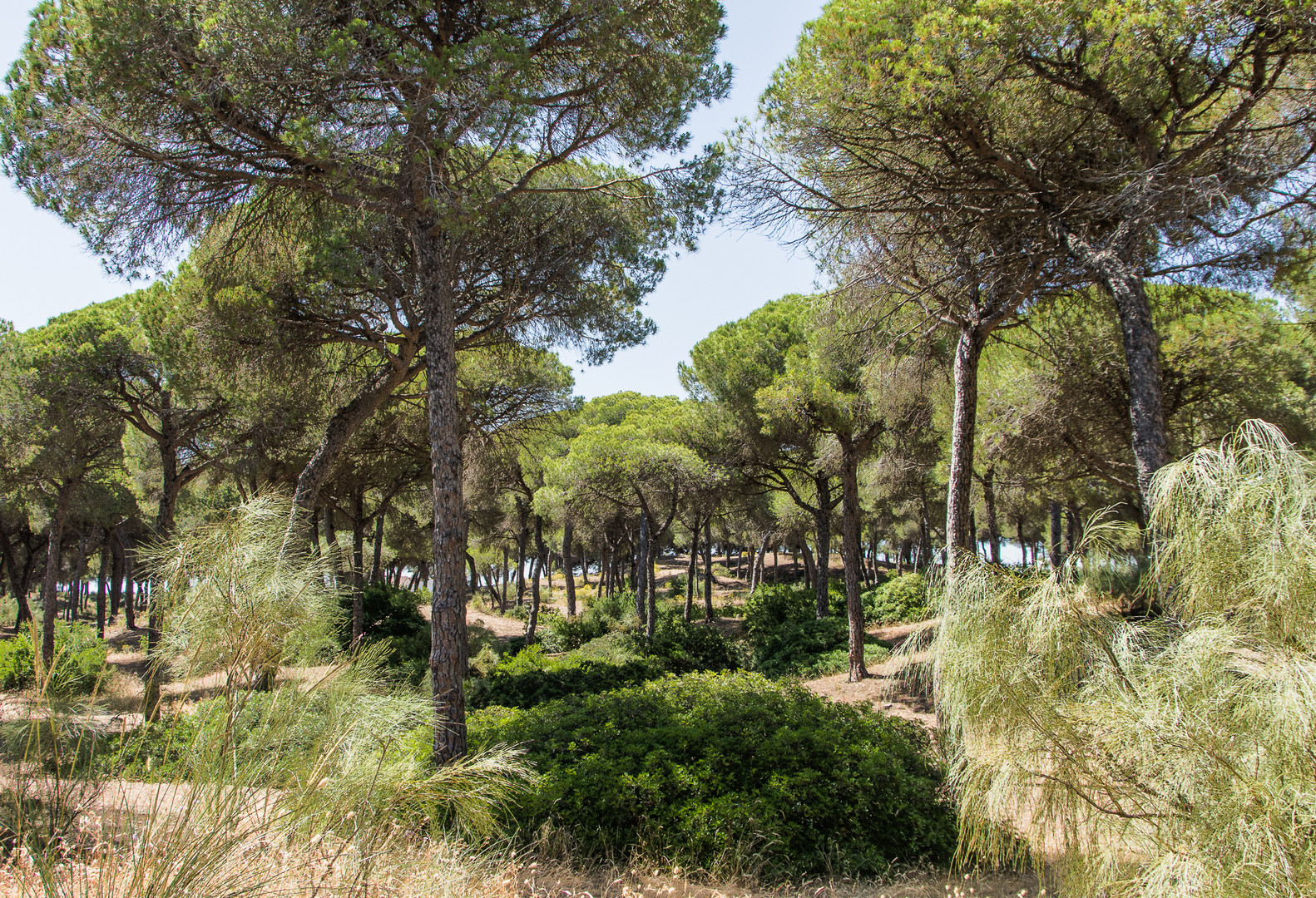 Pinienwald bei El Puerto de Santa Maria, Andalusien