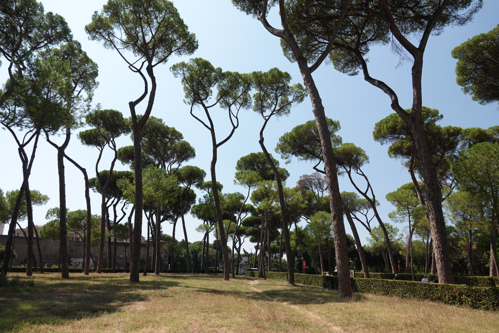 Pinienwald im Park der Villa Borghese