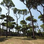 Pinienwald im Park der Villa Borghese