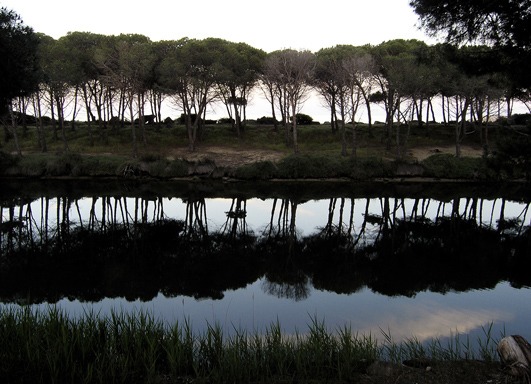 Pinienwald und Kanal am Strand von Osalla, Sardinien