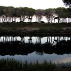 Pinienwald und Kanal am Strand von Osalla, Sardinien