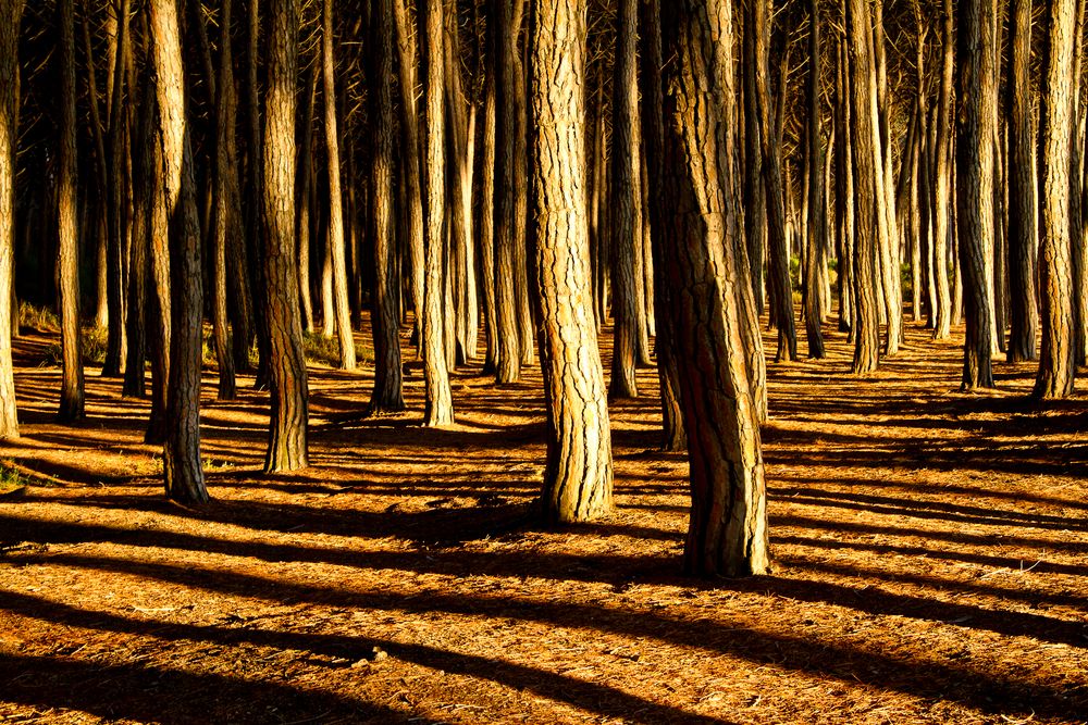 Pininenwald im Abendlicht