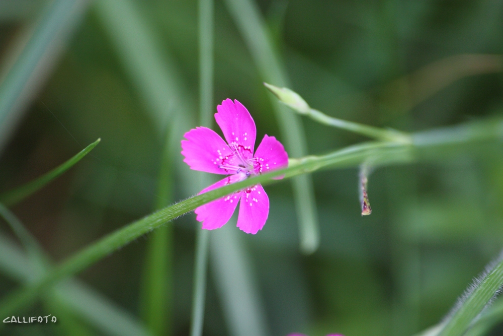 Pink!!