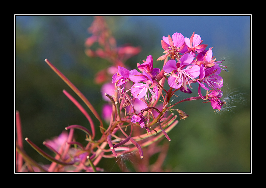 pink...