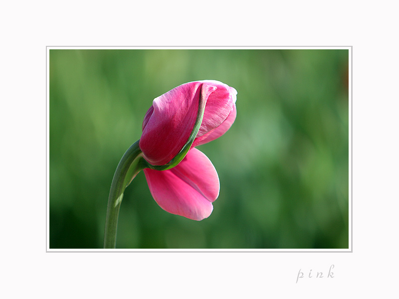 [pink]