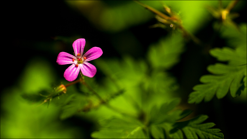 PINK!