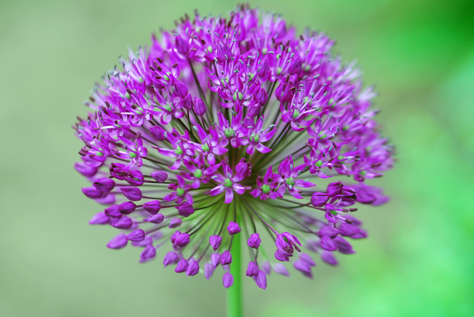 pink allium