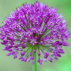 pink allium