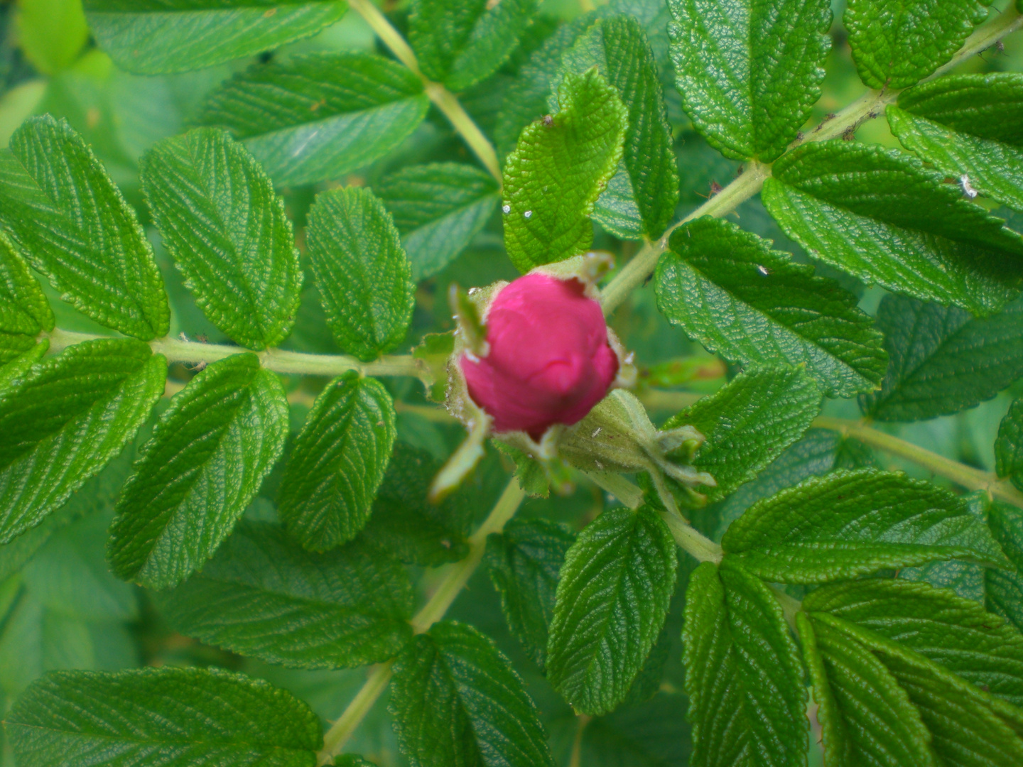 pink and green