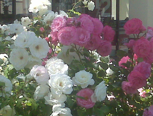 Pink and white Roses