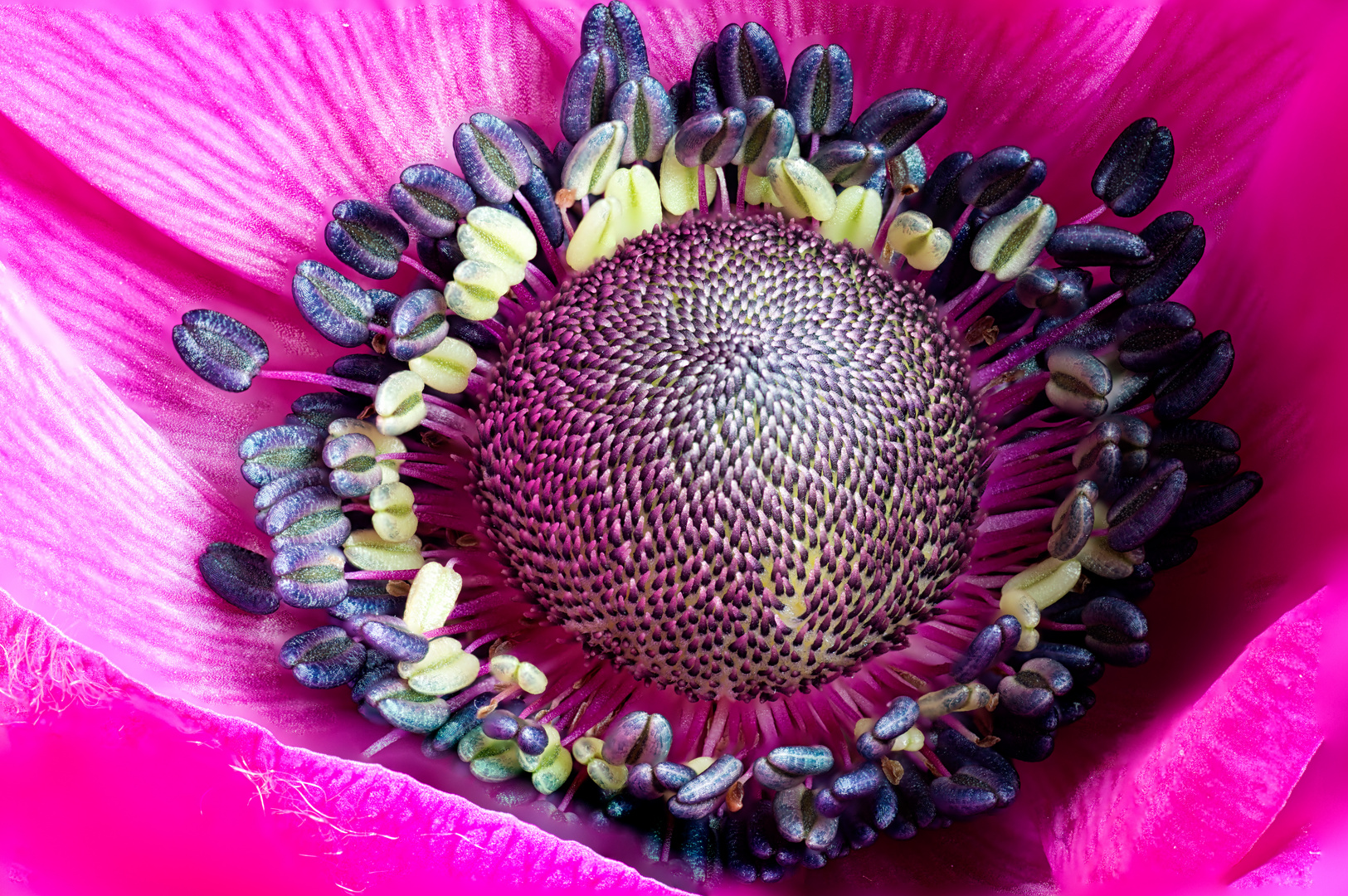 Pink Anemone