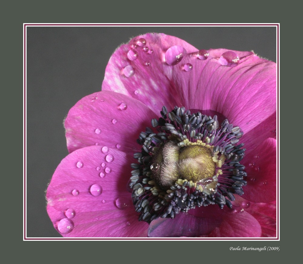 Pink Anemone