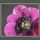 Pink Anemone