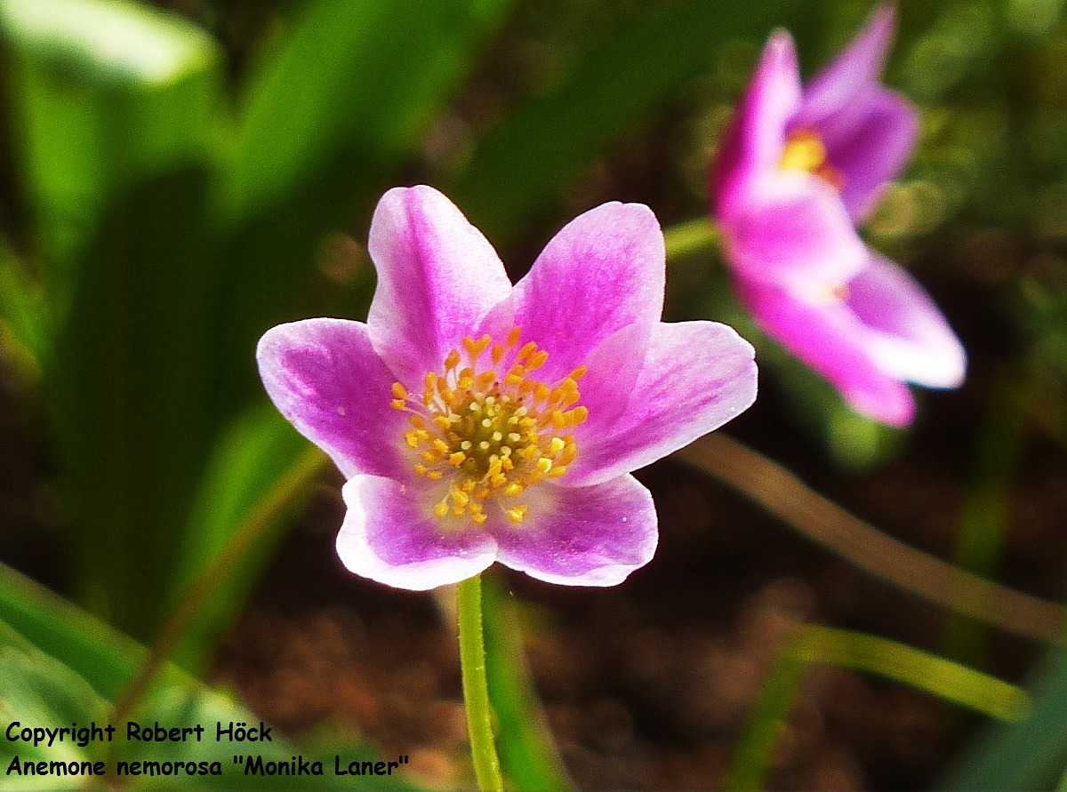 Pink Anemone nemorosa "Monika Laner", Buschwindröschen, purple wood anemone, windflower