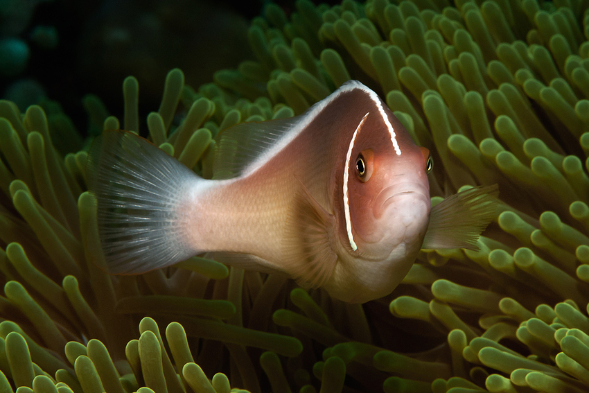 Pink Anemonefish - Amphiprion perideraion - Halsband Anemonenfisch