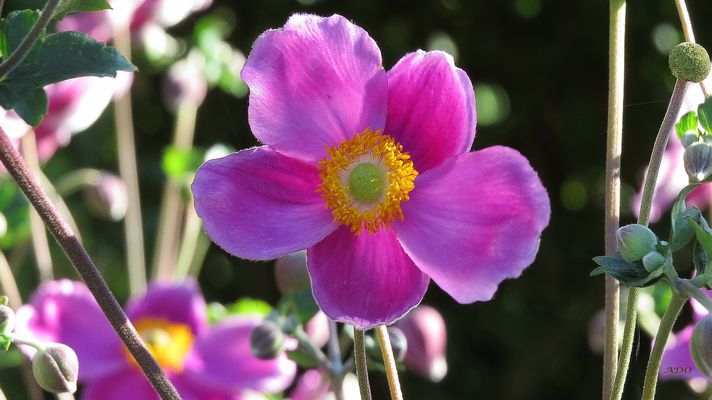 Pink Anemones