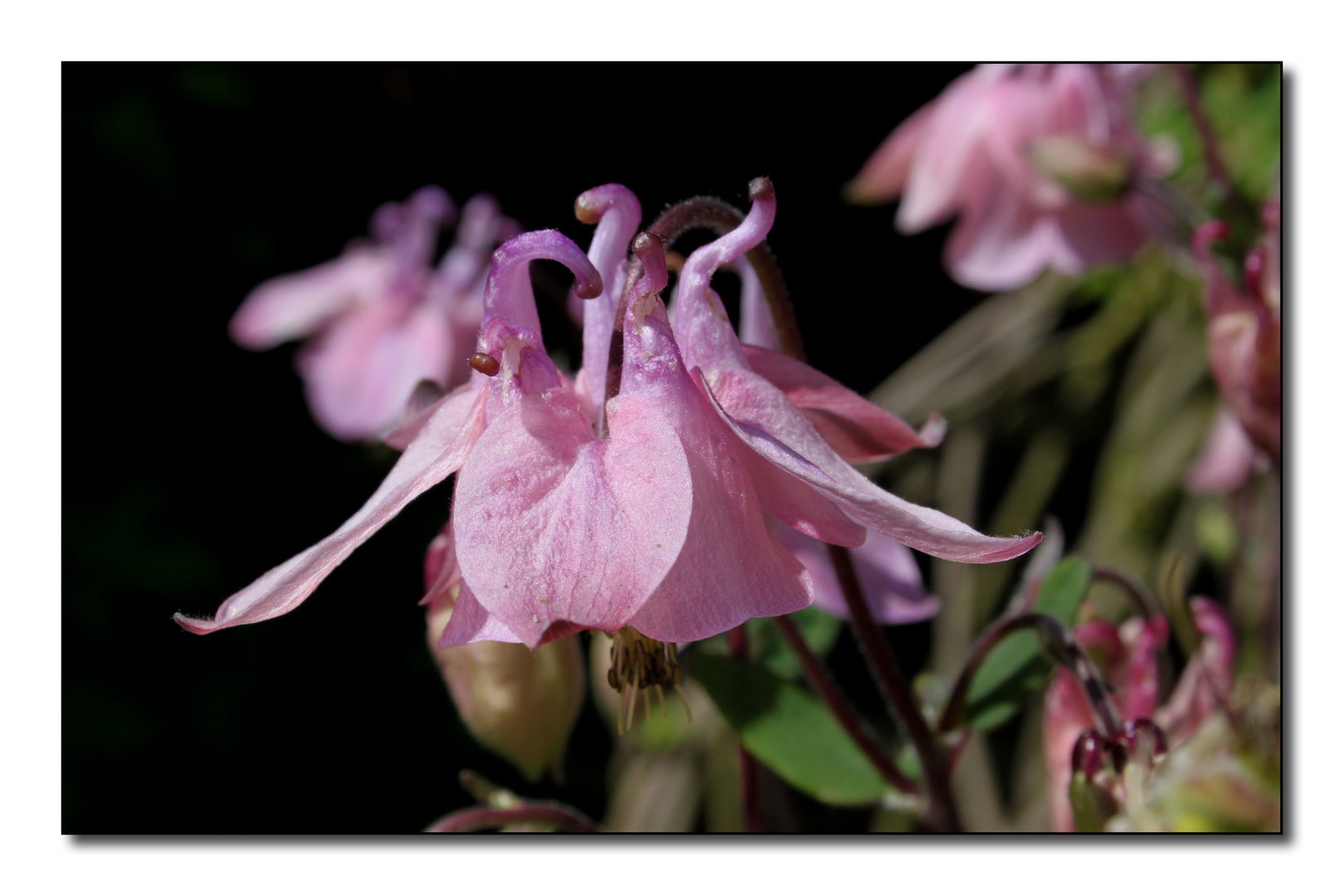 Pink aquilegia