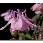 Pink aquilegia