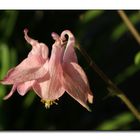 Pink aquilegia in the evening