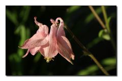 Pink aquilegia in the evening