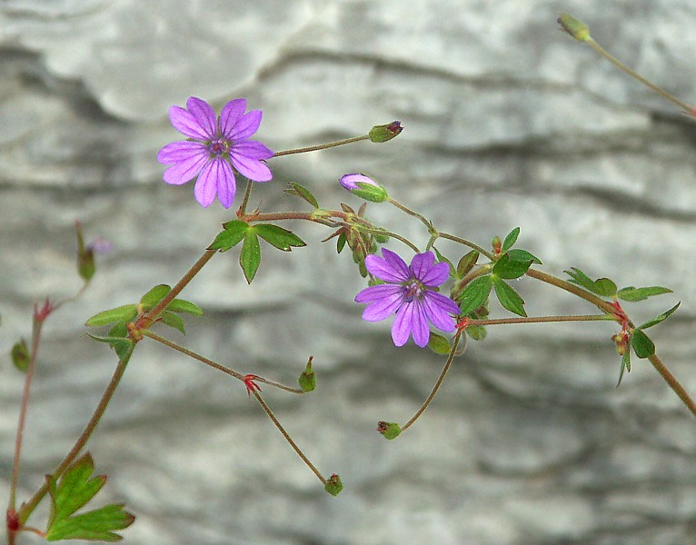 Pink auf Grau