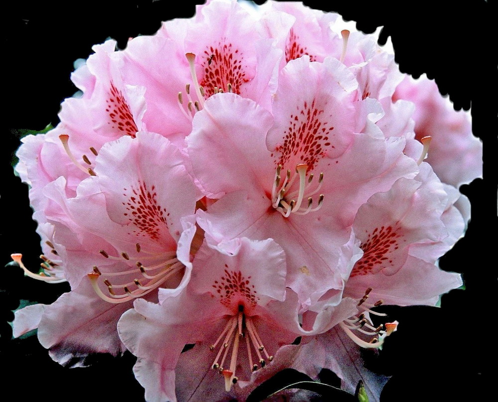 PINK AZALEA