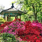 Pink Azaleas and the Korean Pavilion