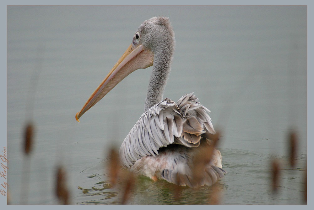 Pink-backed Pelican