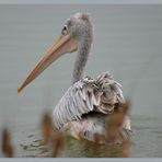 Pink-backed Pelican