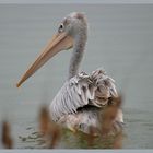 Pink-backed Pelican