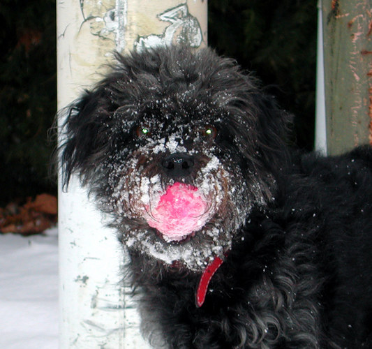 pink ball in frozen muzzle