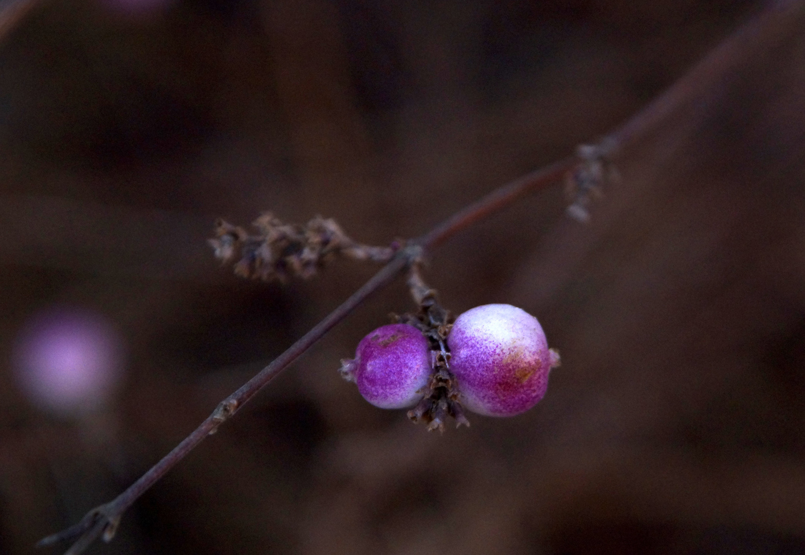 pink ballon