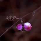 pink ballon