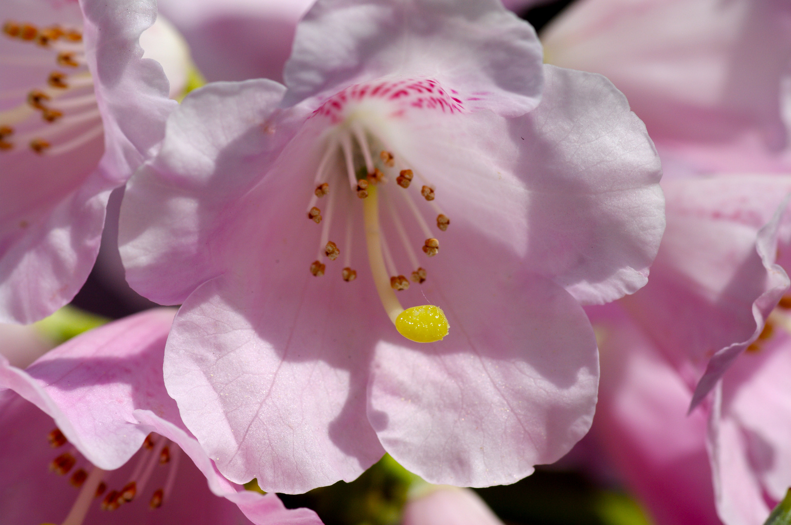 Pink Beauty