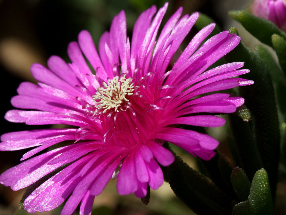 Pink Beauty