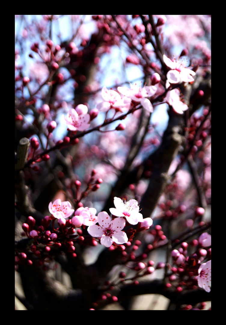 Pink Beauty