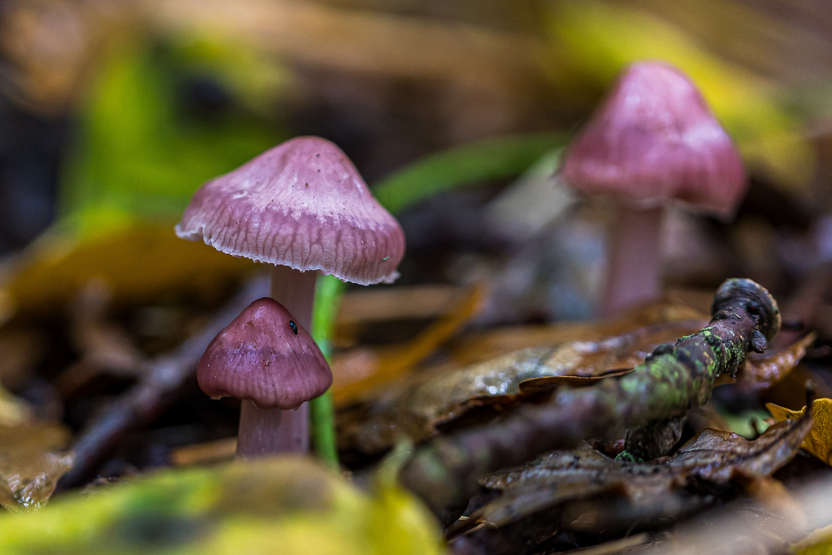 Pink Beauty