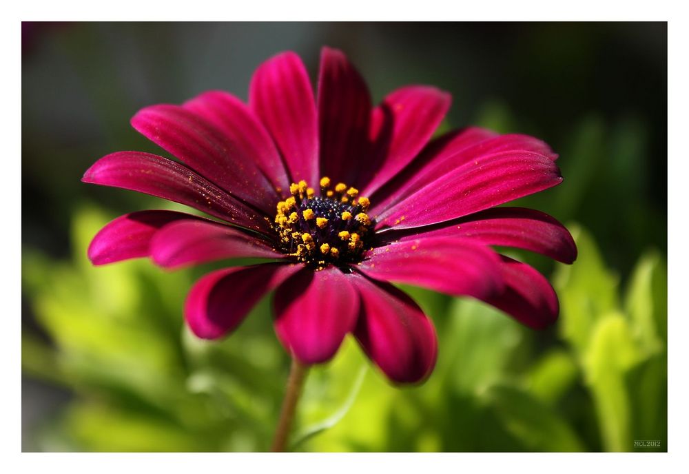 pink beauty