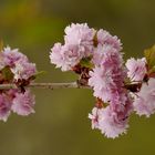 Pink Beauty