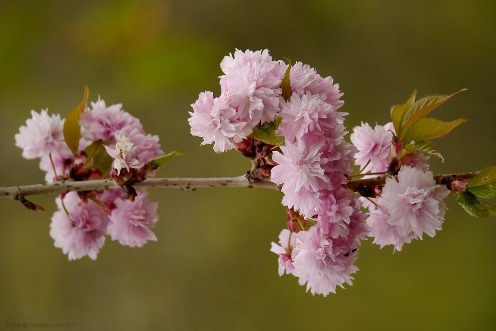 Pink Beauty