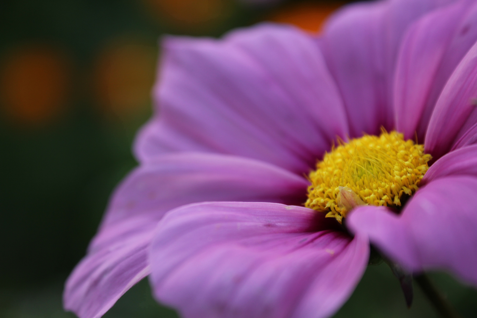 pink beauty