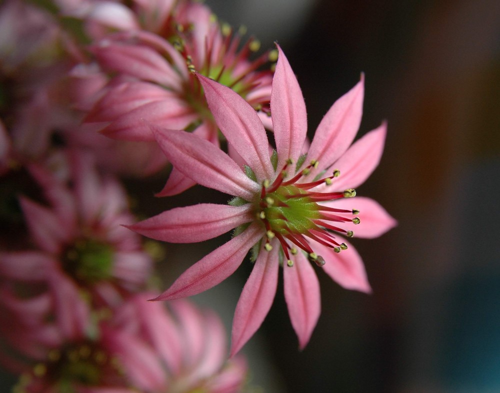 Pink beauty