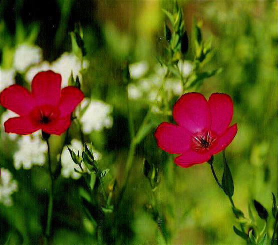 pink beauty