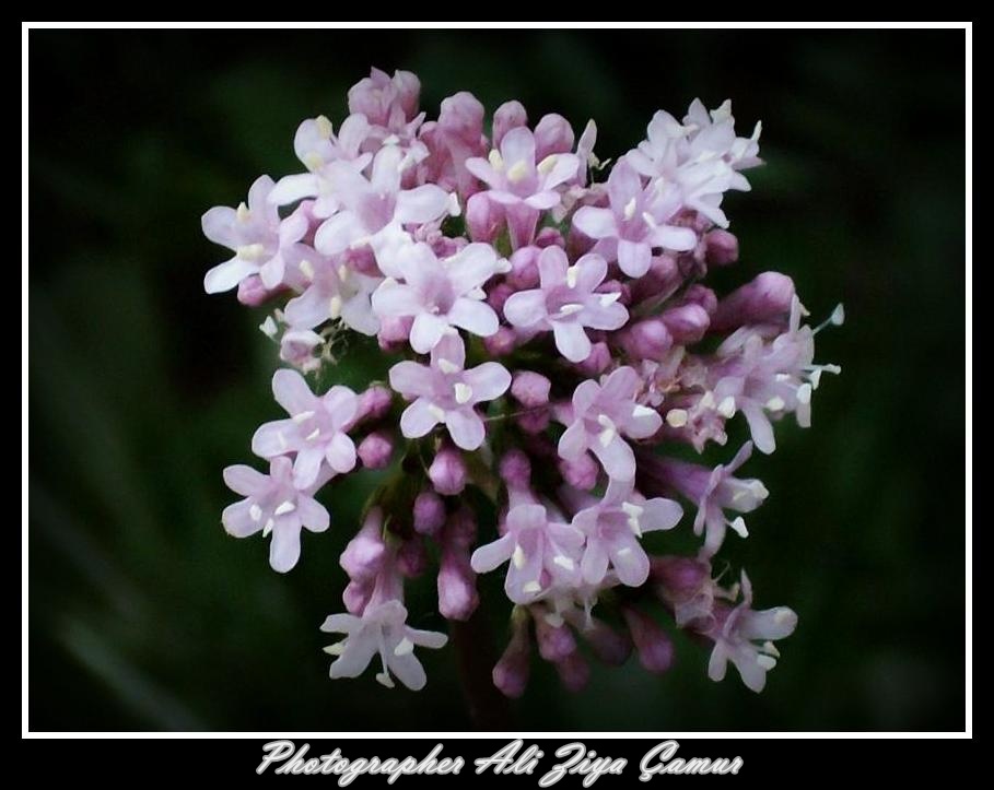 Pink Beauty of The Countryside